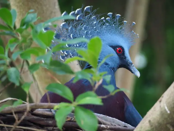 Photo of Pittsburgh, PA/USA - 9/18/2021: National Aviary - Victoria Crowned Pigeon Nesting