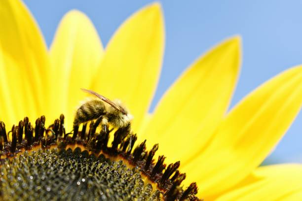 abelha em girassol - macro close up sunflower france - fotografias e filmes do acervo
