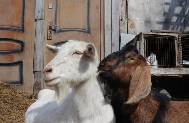 istock two goats are lying next to animals on the farm 1342563421