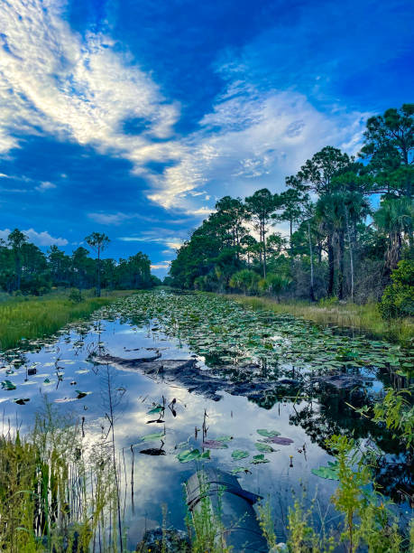 istock raindrops falling in the swamp at sunset 1342565339