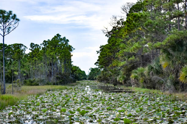 istock raindrops falling in the swamp at sunset 1342565350