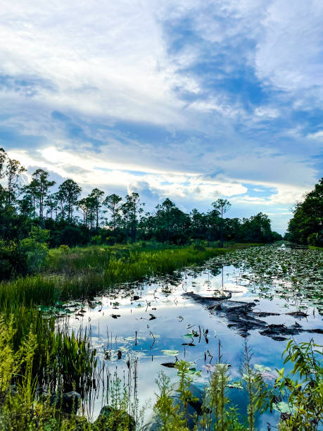 istock raindrops falling in the swamp at sunset 1342565358