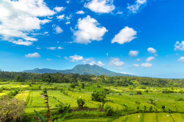 istock Rice terrace field on Bali 1342573012