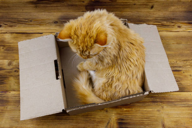 istock Ginger cat in cardboard box on wooden background 1342573648