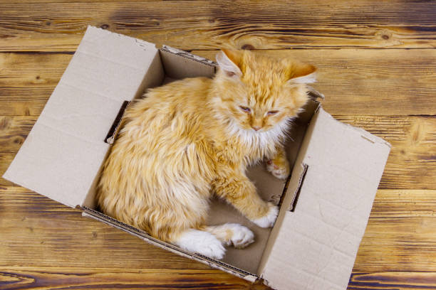 istock Ginger cat in cardboard box on wooden background 1342573649