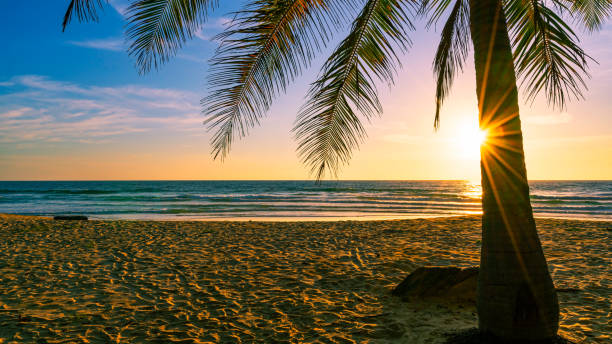 istock Beach autumn vacations concept background Nature frame with coconut palm trees on the beach with sun light flare beautiful sunset or sunrise landscape background 1342577676
