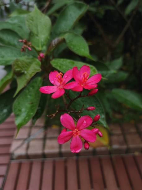 istock Peregrina or spicy jatropha 1342579850