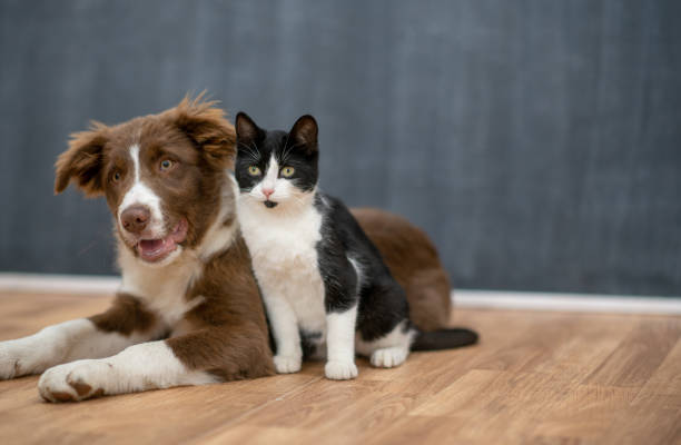 Dog and Cat Portrait A multi-colored dog and cat sit together on the floor in a studio as they pose for a portrait.  They are nudged in close to one another and both looking straight into the camera. paw licking domestic animals stock pictures, royalty-free photos & images