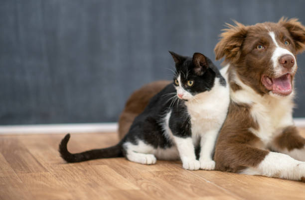 istock Dog and Cat Portrait 1342579888