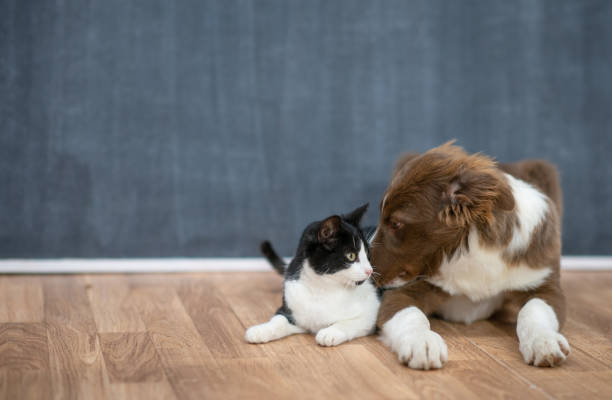 istock Dog Sniffing Out a Cat Companion 1342579891
