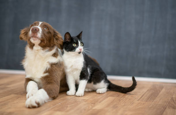 istock Dog and Cat Portrait 1342579892