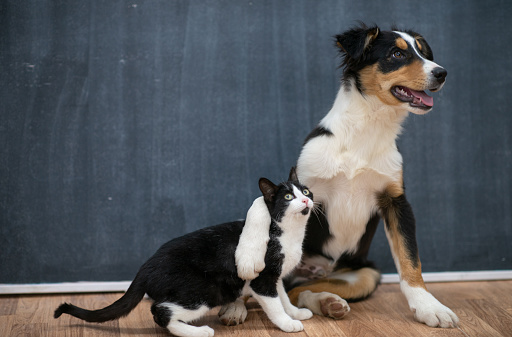 A multi-colored cat and dog sit side by side in a studio for a portrait.  The dog has one leg and paw around the shoulder of the cat as if to give him a hug.