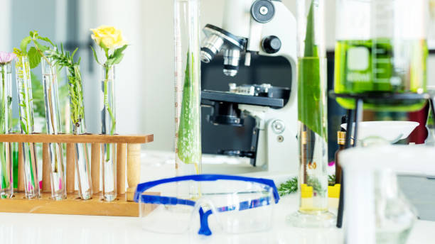 istock select focus. Science lab research with microscope for Natural aromatic and essential oil from fresh flower of for new product skin care in laboratory.  Healthy  Natural herb Concept 1342580762