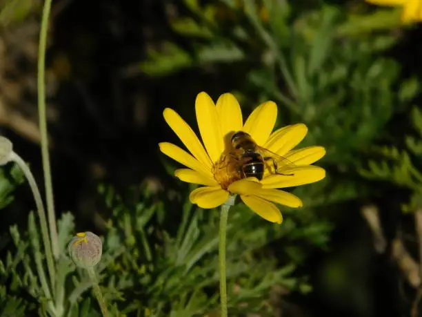 Yellow daisy, or Euryops pectinatus flower, and a hoverfly
