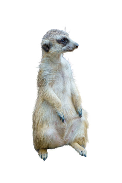 istock Animal Photo 1342583952