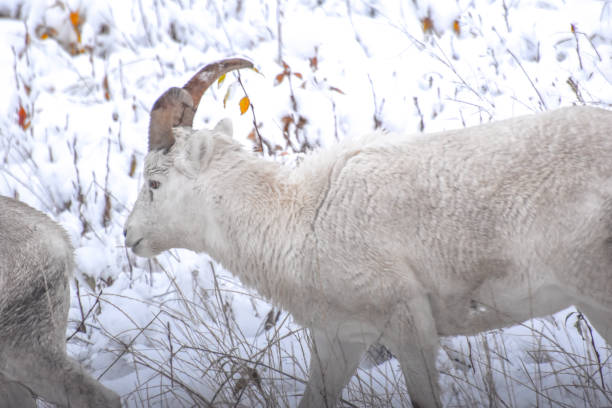 istock Group of Dall sheep Ewes in Alaska 1342584733