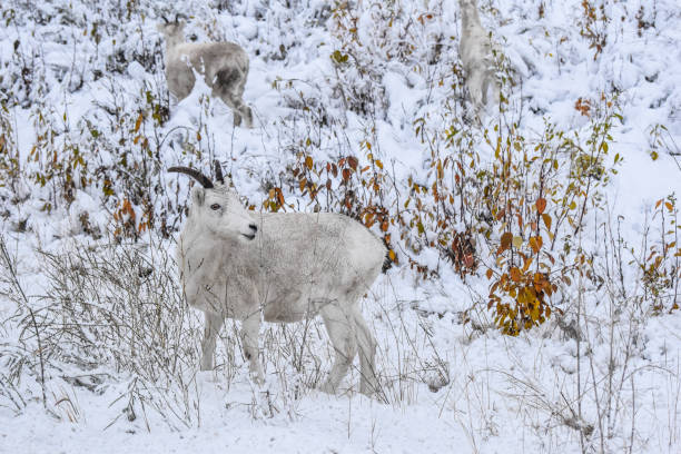 istock Group of Dall sheep Ewes in Alaska 1342584763