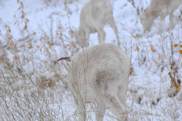 istock Group of Dall sheep Ewes in Alaska 1342584767