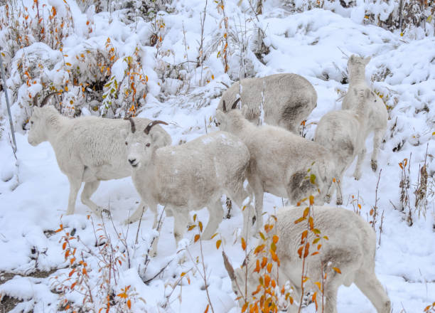 istock Group of Dall sheep Ewes in Alaska 1342584823