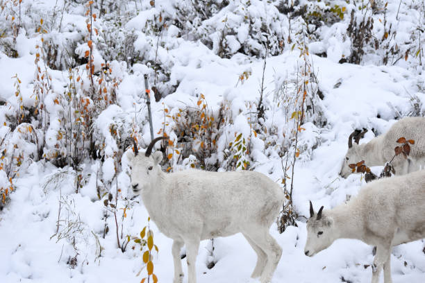 istock Group of Dall sheep Ewes in Alaska 1342584836