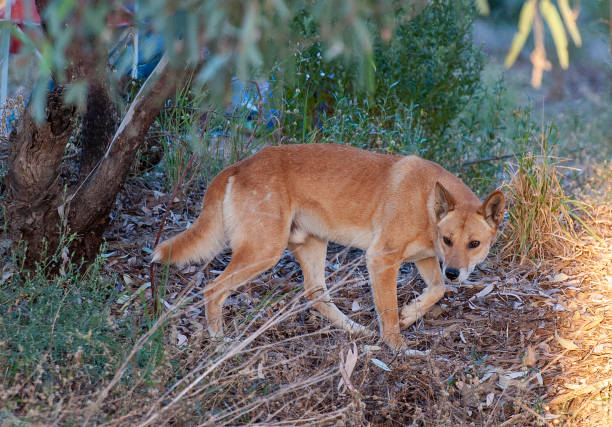 wilder dingo. - dingo stock-fotos und bilder