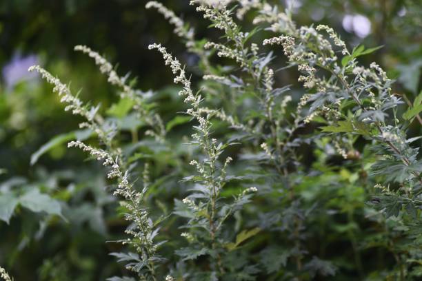 istock Japanese mugwort flowers. 1342585900