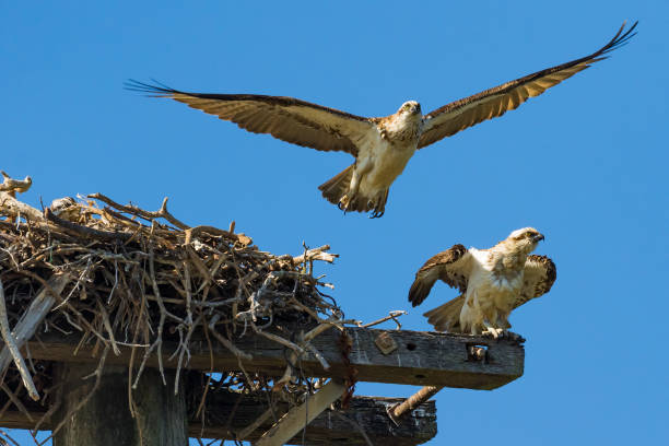istock Osprey Family preparing to fledge 1342586503
