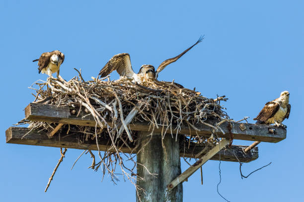 istock Osprey Family preparing to fledge 1342587022