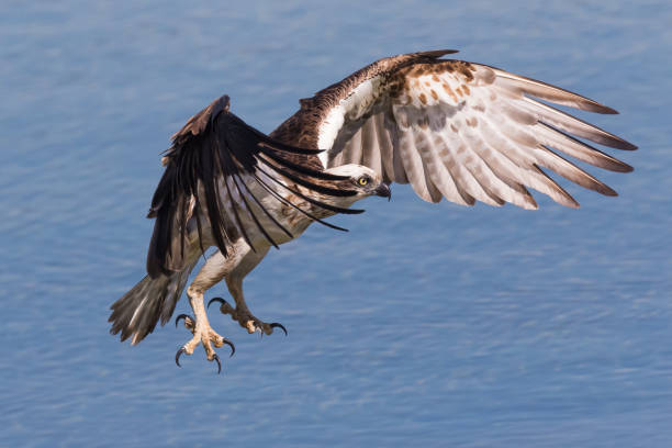istock Osprey female hunting 1342587123