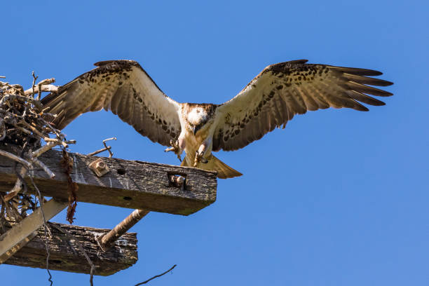 istock Osprey Family preparing to fledge 1342587125