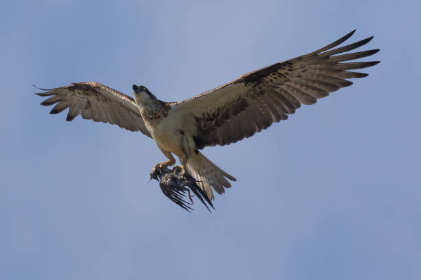 istock Osprey female hunting 1342587272