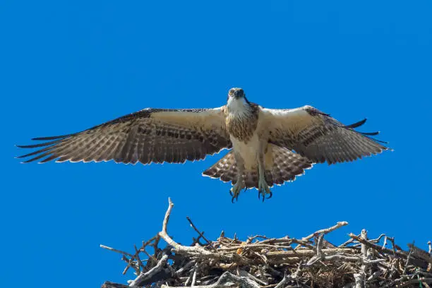 An osprey fledgling prepares to fly and finally takes he leap of faith and soars overhead