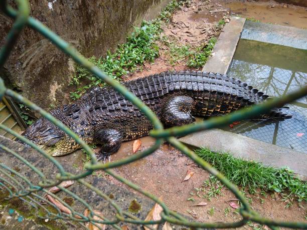 пресноводный крокодил в клетке, крокодиловый парк нейяр дамба, тируванантапурам, керала - water monitor стоковые фото и изображения