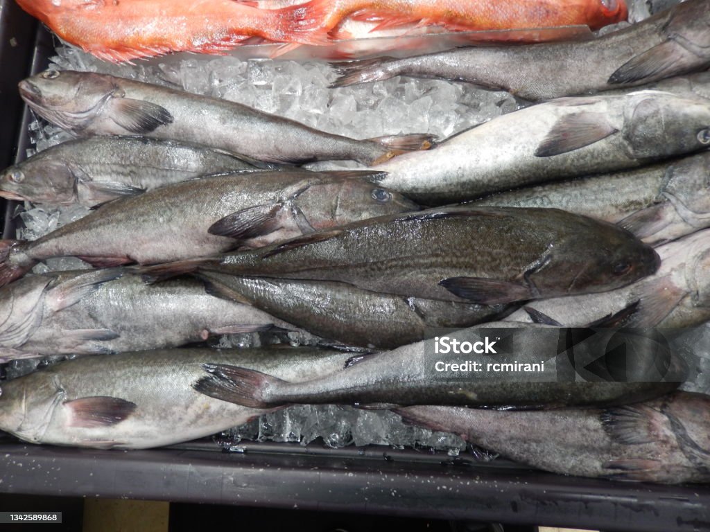 African Cod Fish Fresh Black Cod Fish On Retail Display Stock Photo - Download Image Now ...