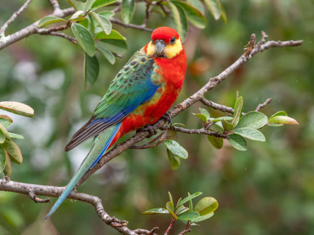 istock A Male Western Rosella in the Rain 1342591990