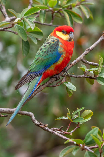 istock A Male Western Rosella in the Rain 1342591991