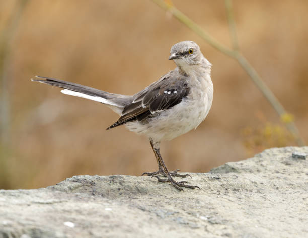 istock Northern Mockingbird, Adult 1342593269