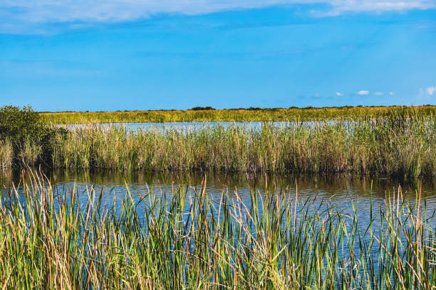 istock Louisiana Marsh pond 1342594177
