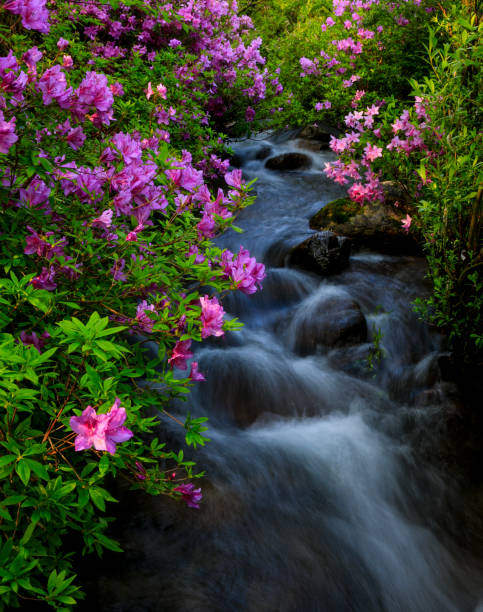 istock Azaleas at Baemsagol in Jirisan Mountain 1342594997
