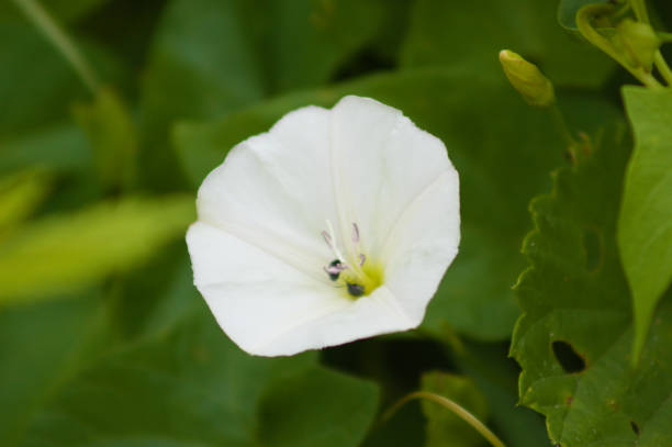 istock field bindweed in bloom with other plants blurred in background 1342596069