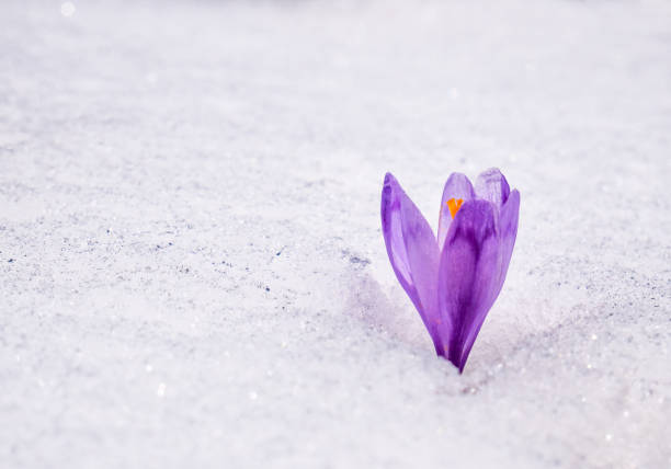 istock Crocus heuffelianus or Crocus vernus (spring crocus, giant crocus) purple flower blooming through the snow 1342598398