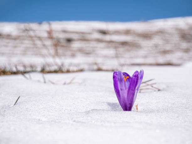 Crocus heuffelianus or Crocus vernus (spring crocus, giant crocus) purple flower blooming through the snow