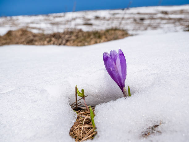 istock Crocus heuffelianus or Crocus vernus (spring crocus, giant crocus) purple flower blooming through the snow 1342598437