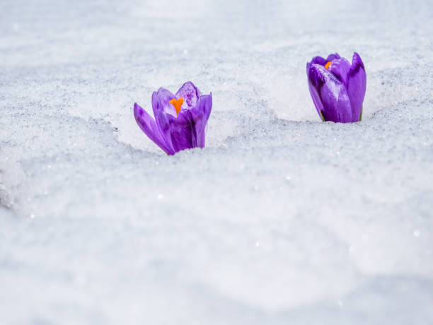 istock Crocus heuffelianus or Crocus vernus (spring crocus, giant crocus) purple flower blooming through the snow 1342598540