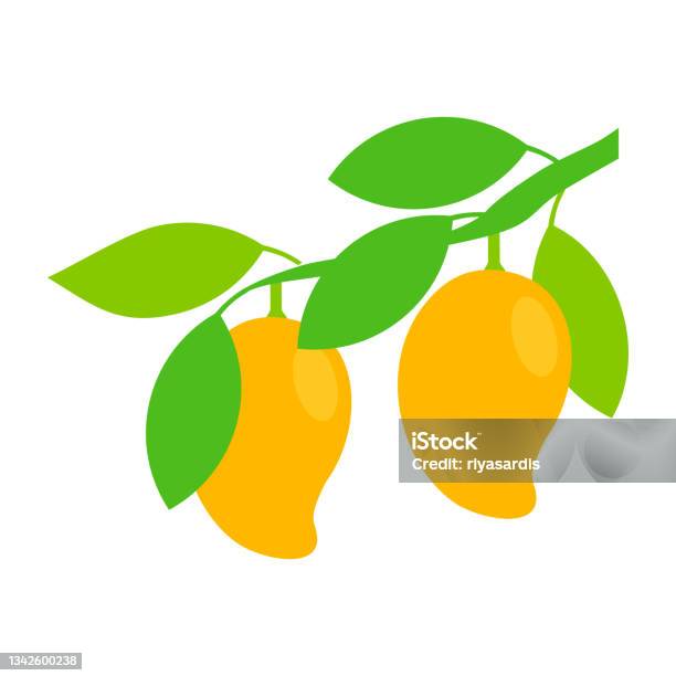 Mango De Racimo Ilustración de Ilustración Vectorial De Racimo De Árbol De Mango Maduro ...