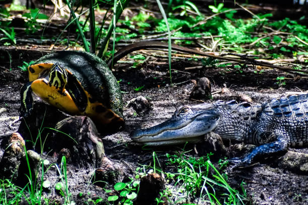 istock alligator and turtle in the swamp 1342600288
