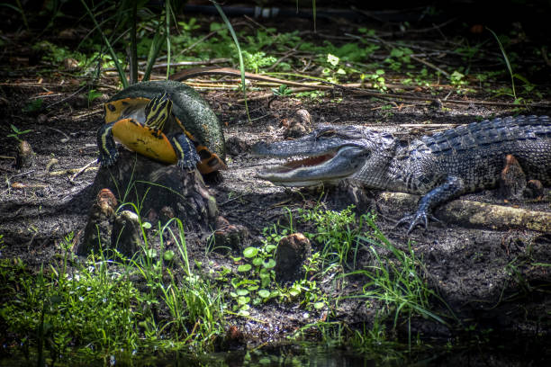 istock alligator and turtle in the swamp 1342600346