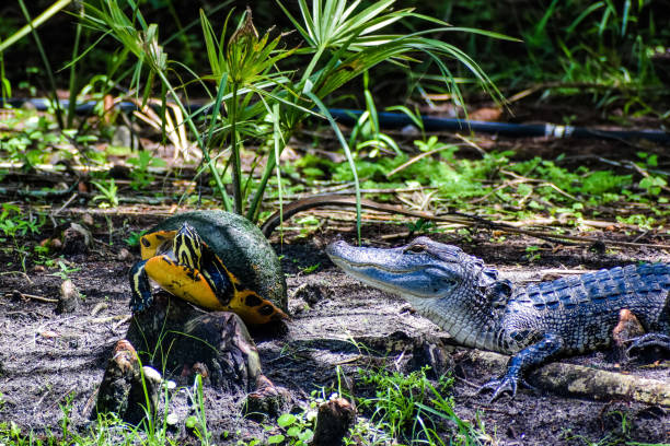 istock alligator and turtle in the swamp 1342600348