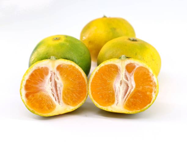 istock Sicilian green mandarin on white background. 1342601258
