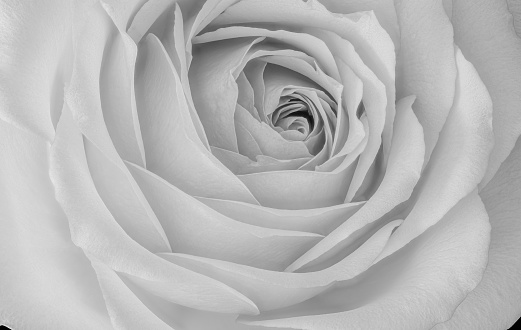 monochrome white rose blossom inner heart center macro with detailed texture